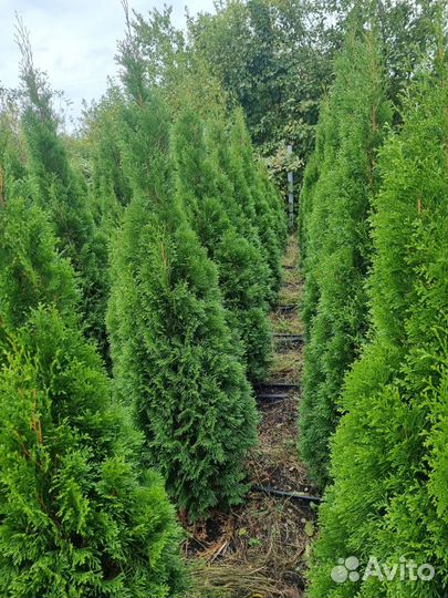 Туя западная-Смарагд(колоновидная)