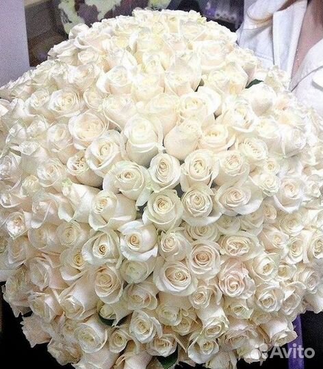 Высокие розы Гигантские розы 110