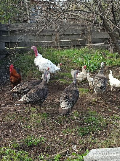 Яйцо индейки