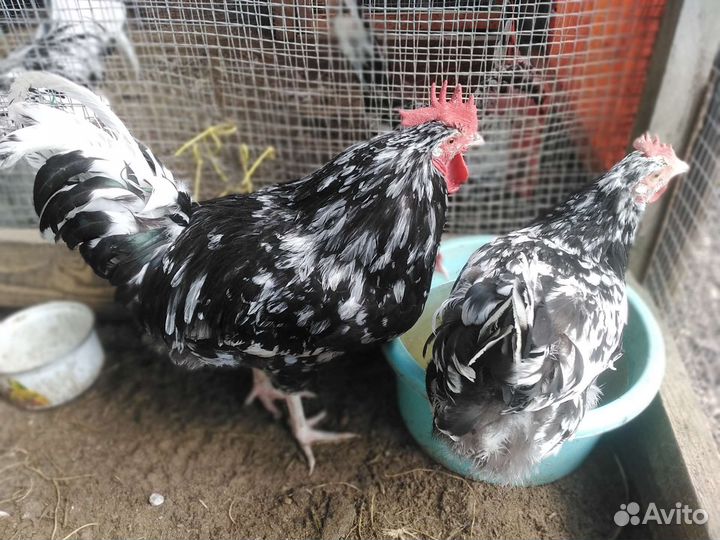 Инкубационное яйцо, цыплята породных кур