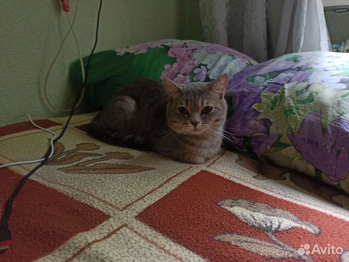 Шотландский кот вязка