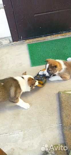 Щенки западно сибирской лайки