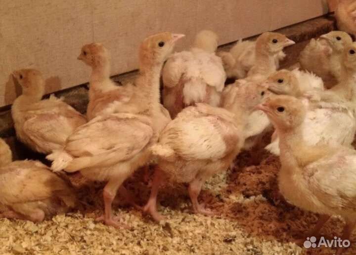 Индюшата тяжеловесы биг/хайбрид