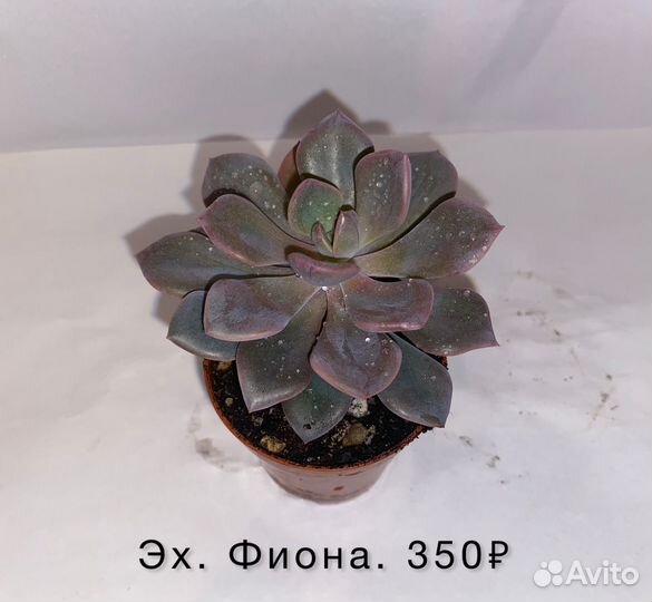 Echeveria Fiona, эх. Деби-суккуленты