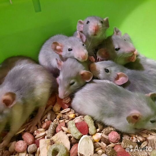 Крысята. Крыса. Крысы Дамбо. Питомник