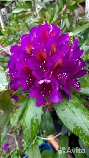 Азалия и Рододендрон, Чубушник Сноубель