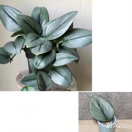 Сциндапсусы разные