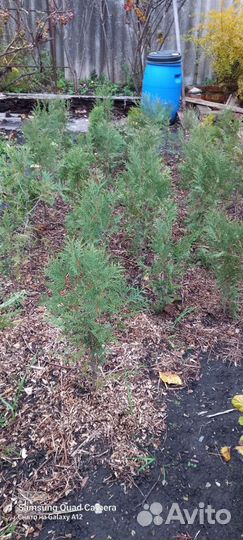 Туи, ель конадка, хосты и сперея