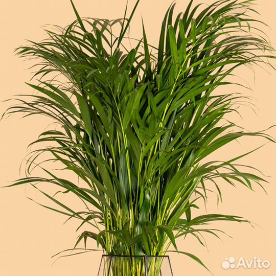 Дипсис пальма арека, доставка мск