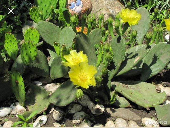 Опунция, Юкка