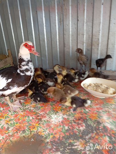 Мускусные утята индоутки