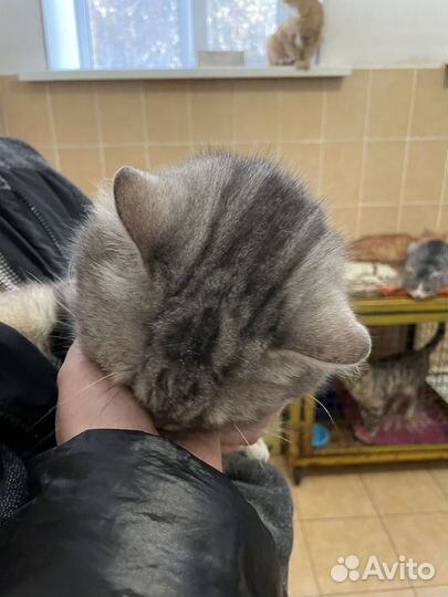 В приюте настоящий Шотландский