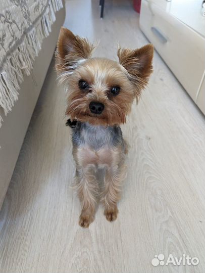 Мини йорк вязка