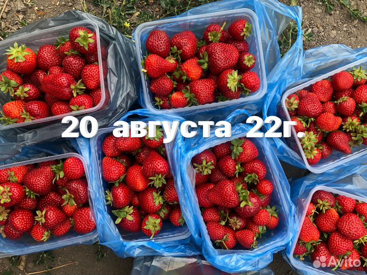 Свежая клубника местная