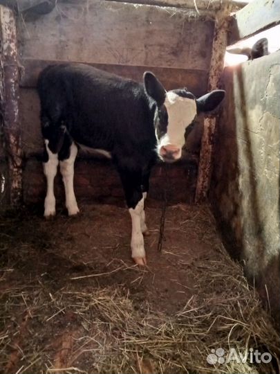 Телёнок, тёлочка