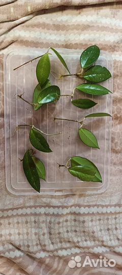 Хойя карноза