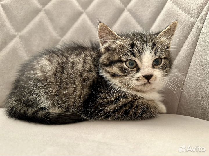 Котенок мальчик 2,5 мес