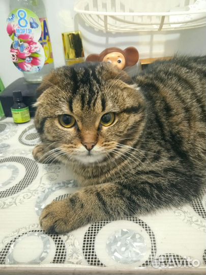Шотландская вислоухая кошка в добрые руки