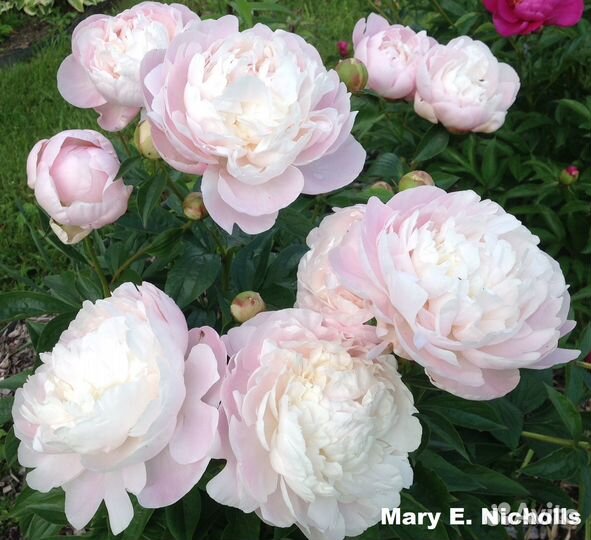 Голландские корни пионов урожай 2023г