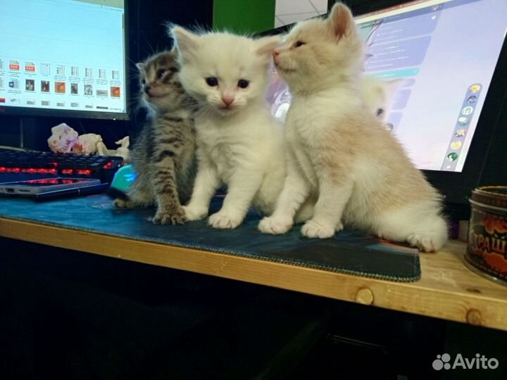 Кошки в добрые руки бесплатно