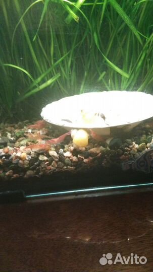 Аквариумные растения, анциструсы, креветки