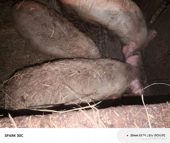 Поросенок ландрас