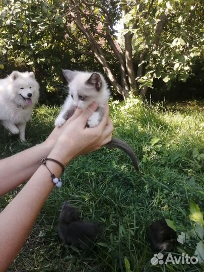 Котята в добрые руки