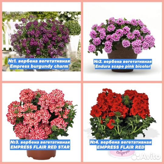Вербена вегетативная