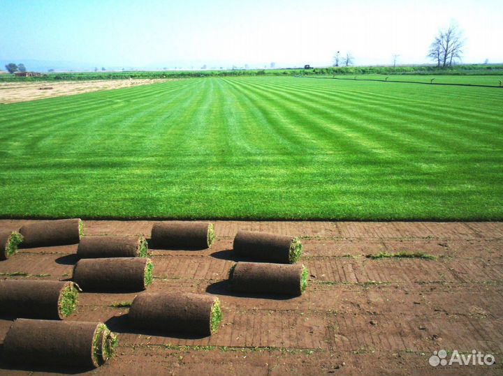 Рулонный газон / газон под ключ