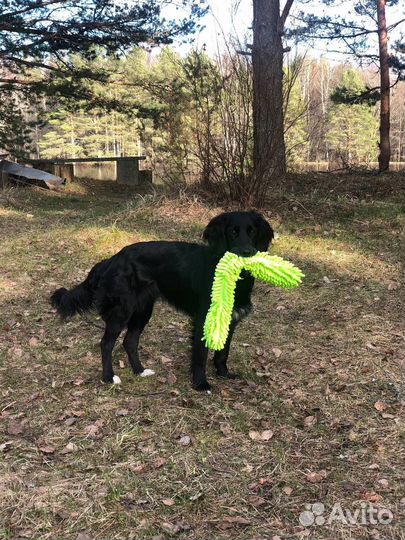 Спаниель для участия киносъемоках