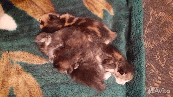 Спасите котята бесплатно