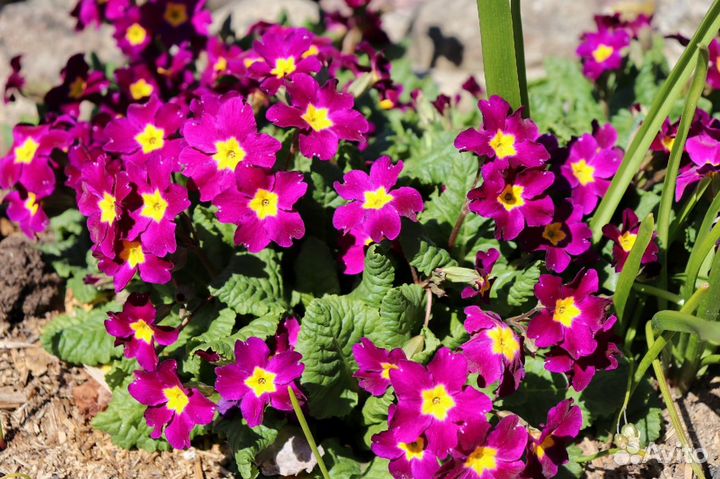 Гвоздика перистая