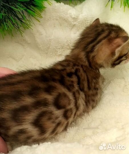 Бенгальские котята