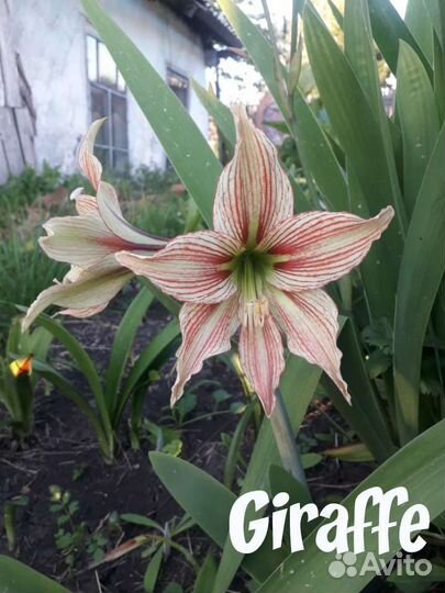 Гиппиаструм