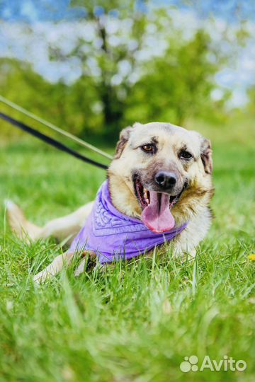 Собака в добрые руки