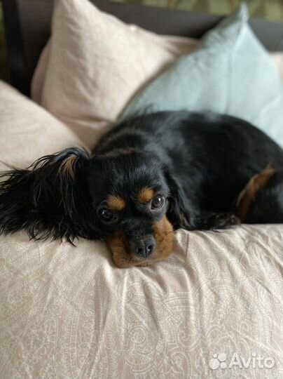 Кавалер кинг чарльз спаниель девочка