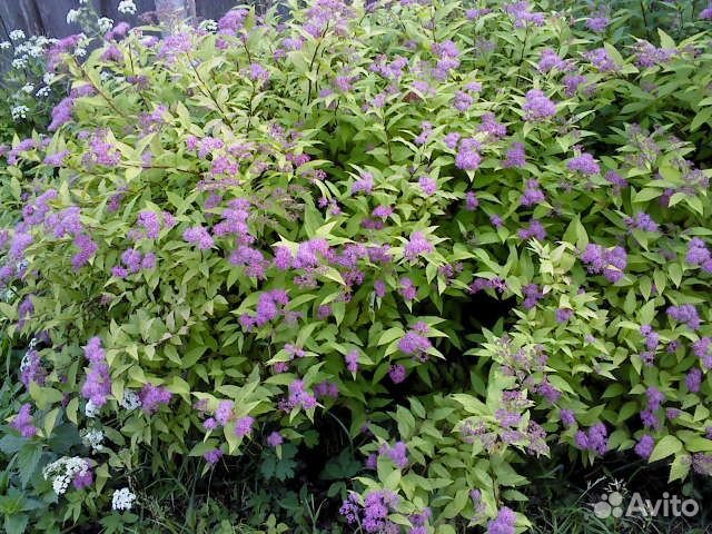 Пузыреплодник и спирея