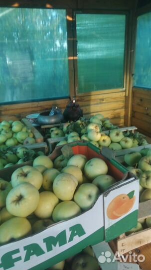 Яблоки деревенские