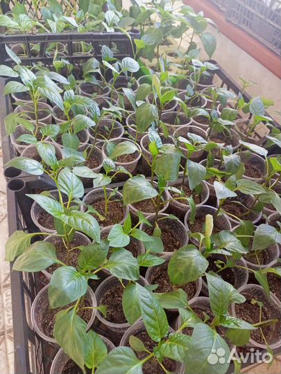 Рассада томатов, перца, капусты