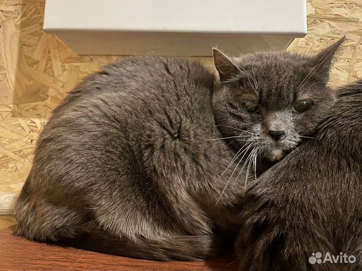 Пристраиваются два клевых кота