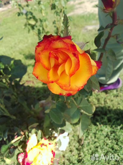 Кустовые розы саженцы