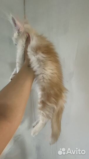 Котята мейн-кун