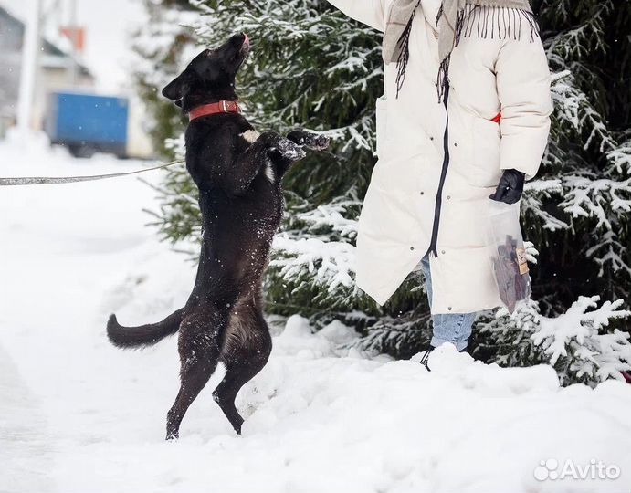 Собака в добрые руки