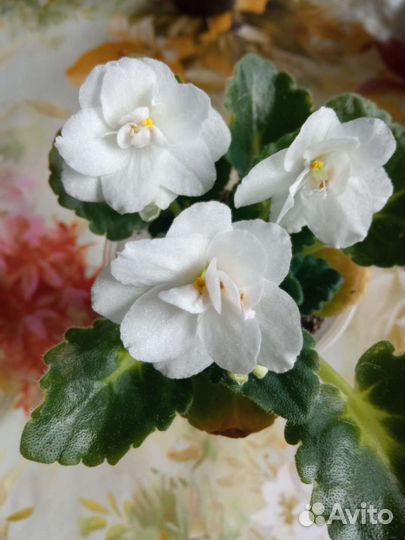 Цветущие молодые фиалки