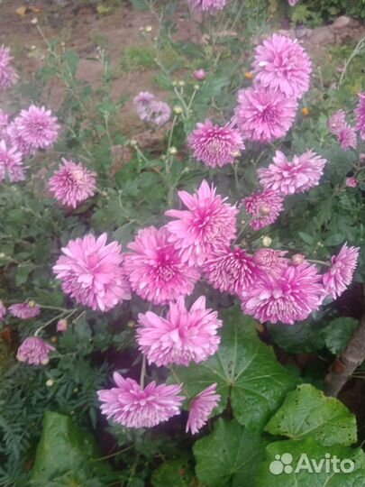 Рассада многолетних цветов