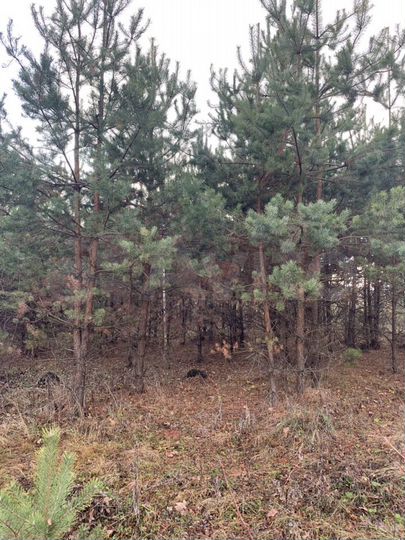 Участок 10 сот. (ИЖС)