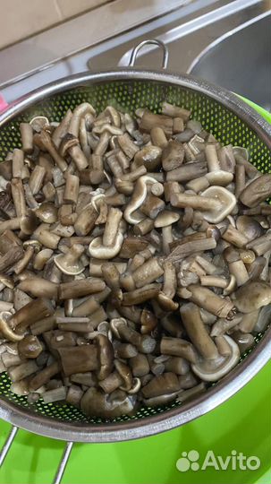 Грибы опята маринованные