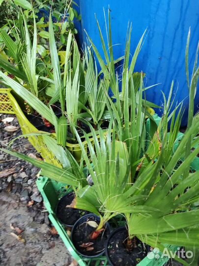 Пальма Вашингтония, Сабаль, бутия, хамеропс и до