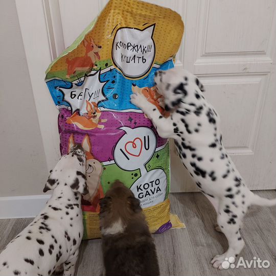 Сухой корм для собак