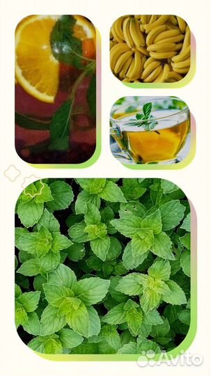 Мята сортовая, 15 сортов